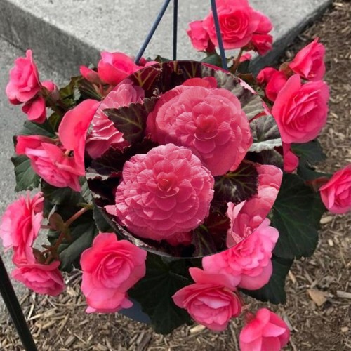 Begonia tuberhybrida 'Nonstop® Mocca F1 Pink Shades' - Mugulbegoonia 'Nonstop® Mocca F1 Pink Shades' P9/0,55L